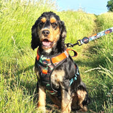 Earth Friendly Trig Point Dog Harness Citrus Army Camo